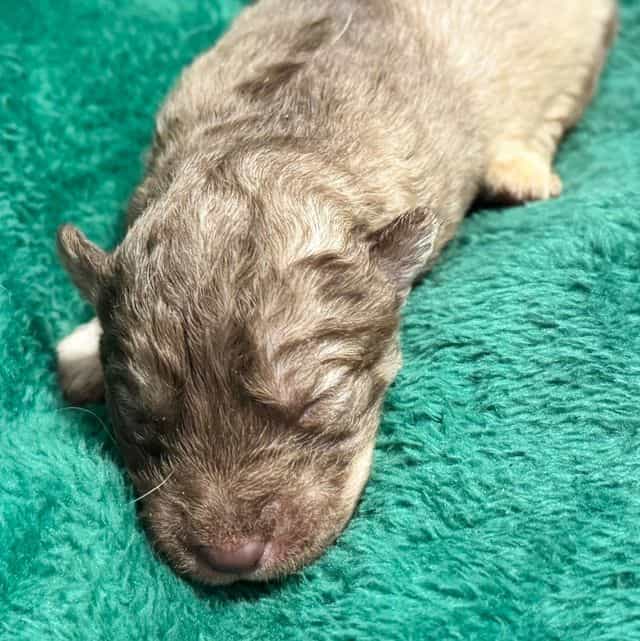 Vixen - Siberian Husky Female