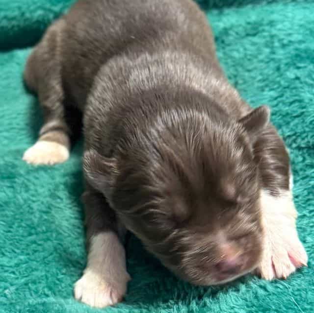 Prancer - Siberian Husky Male