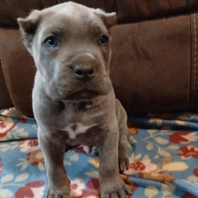 Blue Brindle - Cane Corso Male