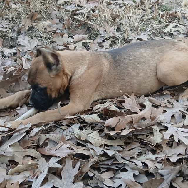 Honey - Cane Corso Female
