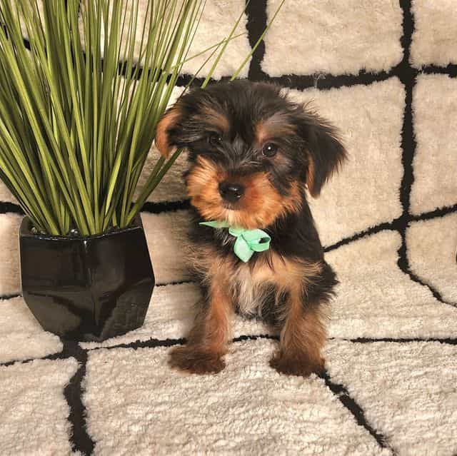 Stewart - Yorkshire Terrier Male