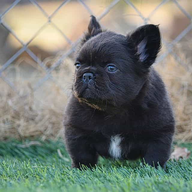 Coco Bear  - French Bulldog Male