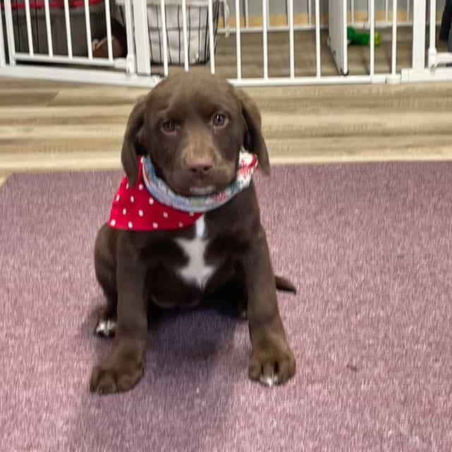 Hazel - Springador Female