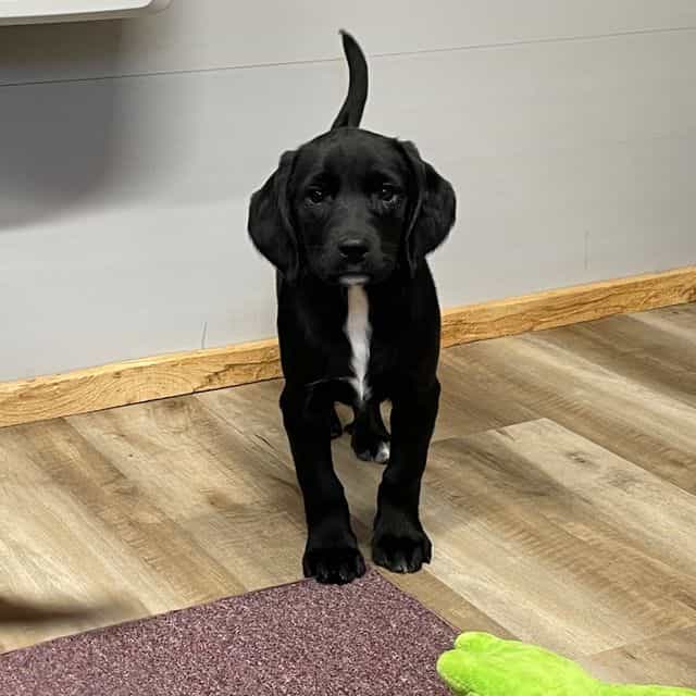 Hailey - Springador Female