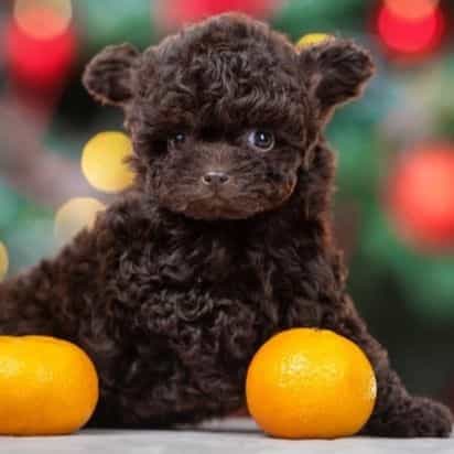 Bella Teacup Ch - Toy Poodle Female