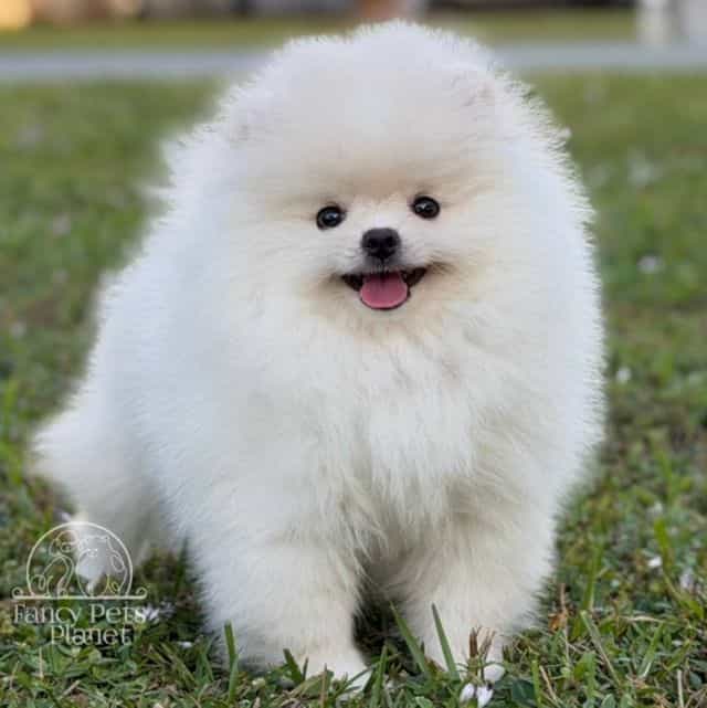 LADY MIRABELLA - Pomeranian Female