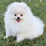 LADY MIRABELLA - Pomeranian Female