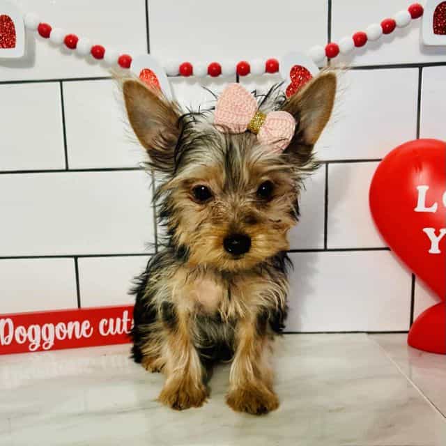 Tiny Rosie - Yorkshire Terrier Female