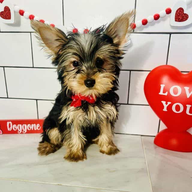 Toby - Yorkshire Terrier Male