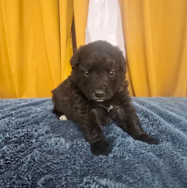 Stardust - Mudi Female