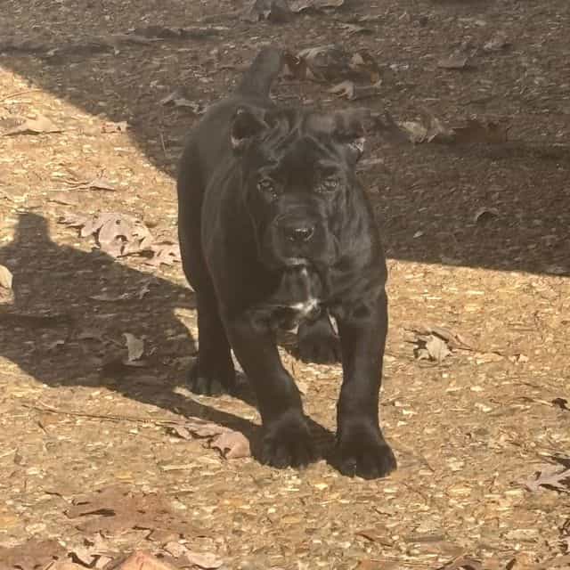 Sasha - Cane Corso Female
