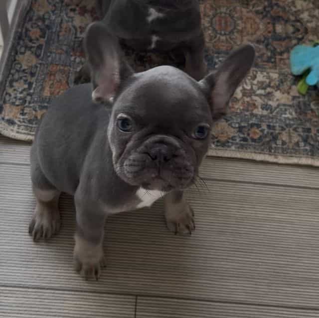 Evie - French Bulldog Female