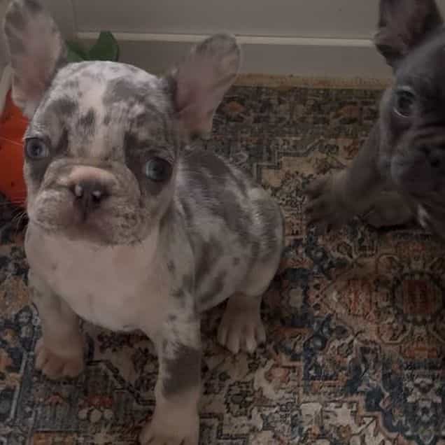 Violet - French Bulldog Female