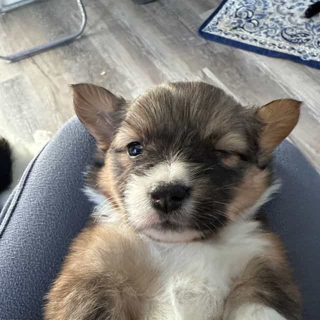 Sally - Pembroke Welsh Corgi Female