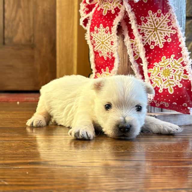 Piper - West Highland White Terrier Female
