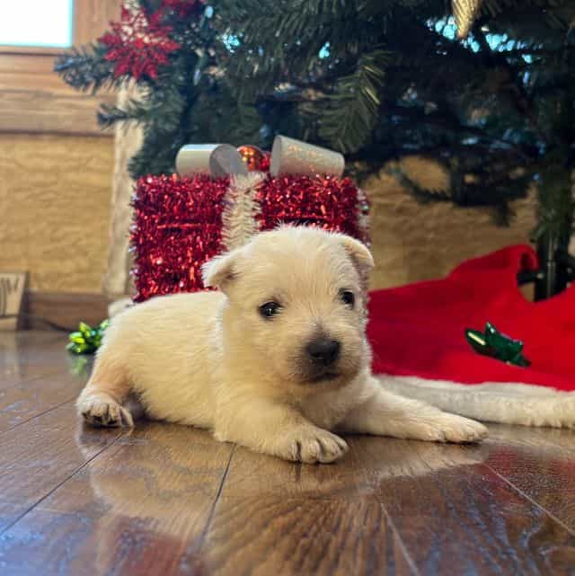 Conroy - West Highland White Terrier Male