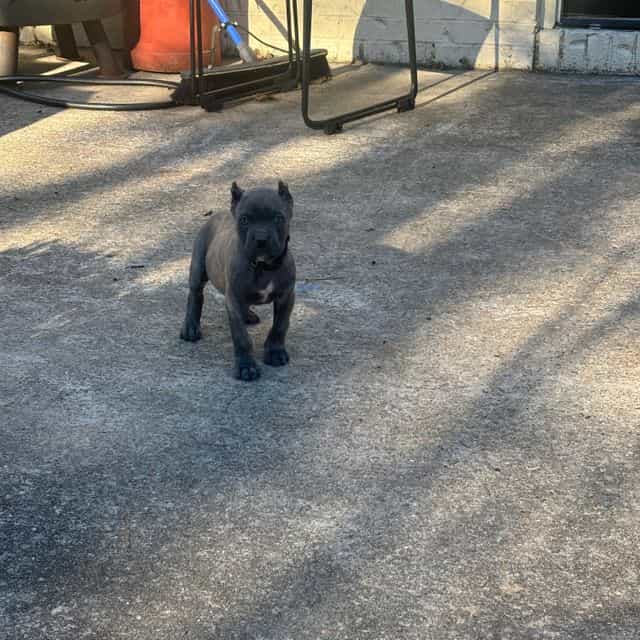 Dozer - Cane Corso Male