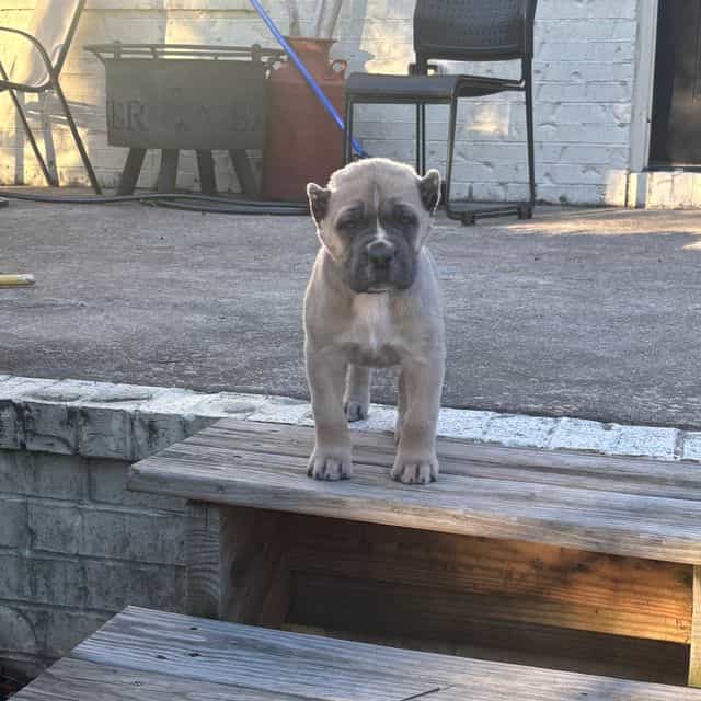 Bella - Cane Corso Female