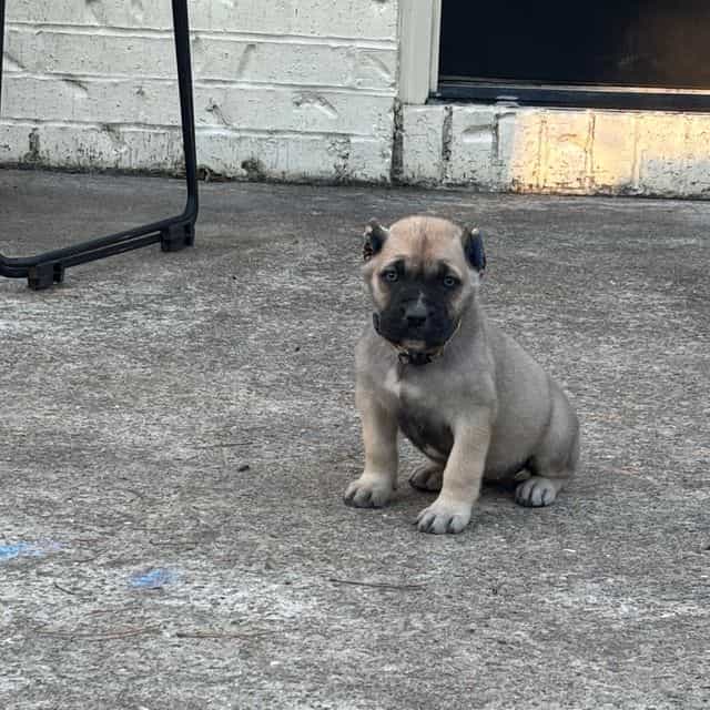 Stella - Cane Corso Female