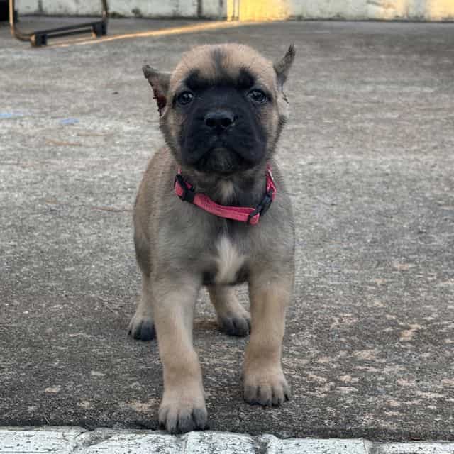 Bells - Cane Corso Female