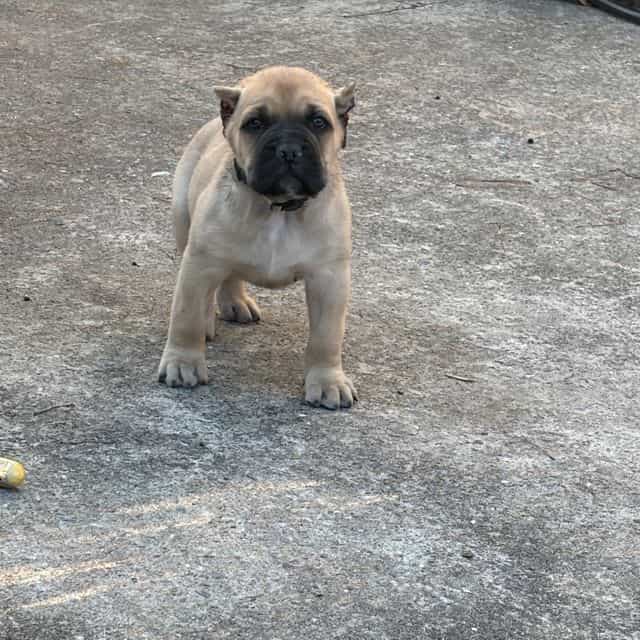 Scarlett - Cane Corso Female
