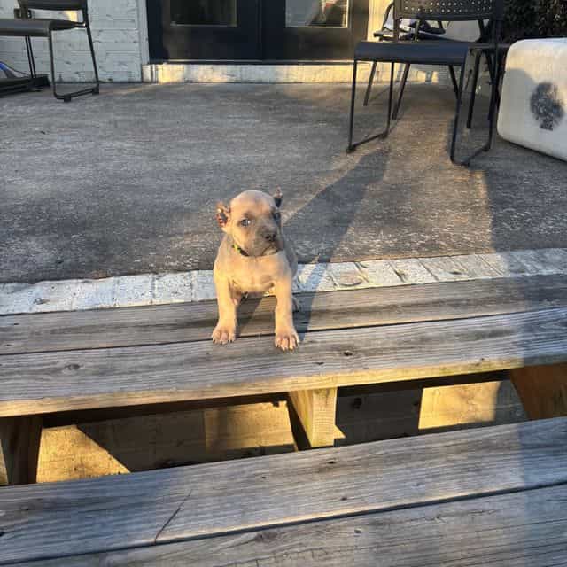 Lizzy - Cane Corso Female