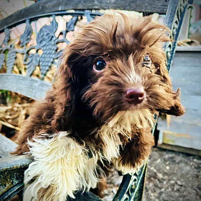 Ozzie - Havapoo Male