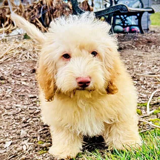 Ranger - Havapoo Male