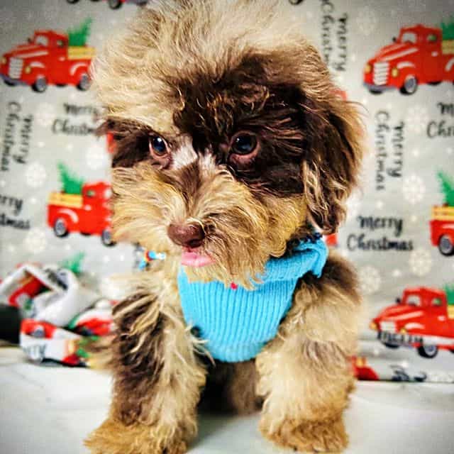 YoYo - Havapoo Female