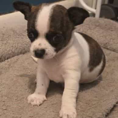 Diego - Chihuahua Male