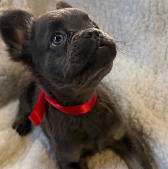 Fluffy Fifi - French Bulldog Female