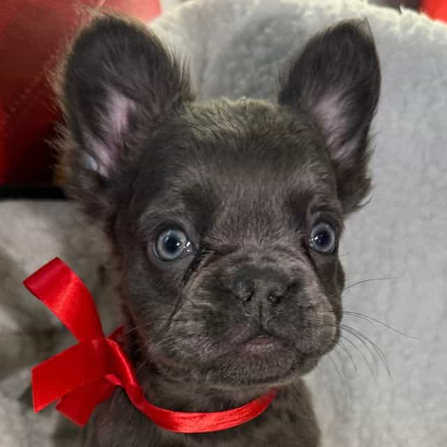 Fluffy Fifi - French Bulldog Female