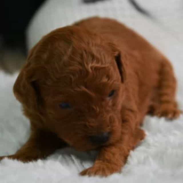 Tiny tote tea c - Toy Poodle Male