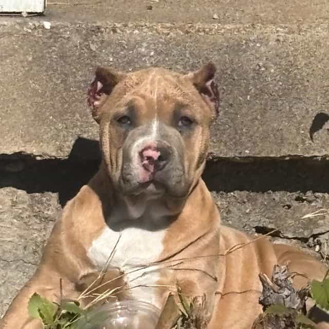 Chanel - American Bully Female