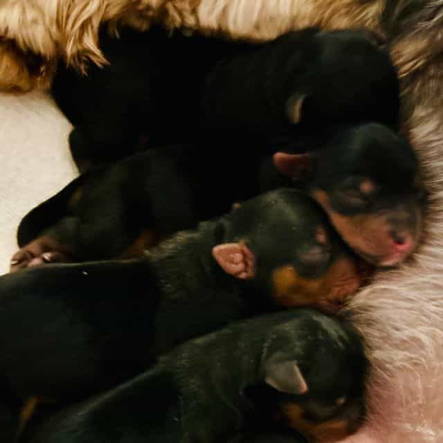 Max - Yorkshire Terrier Male