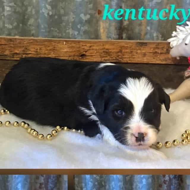 Kentucky - Aussiedoodle Male
