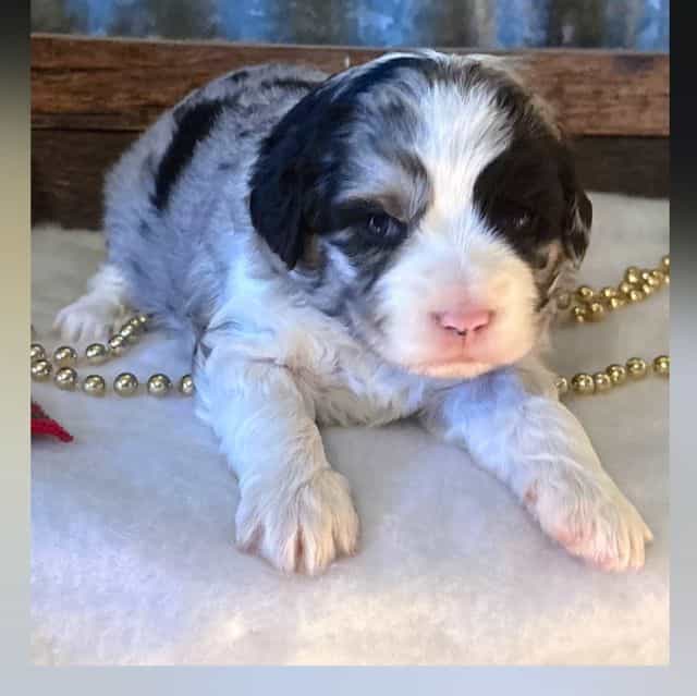 Virginia - Aussiedoodle Female