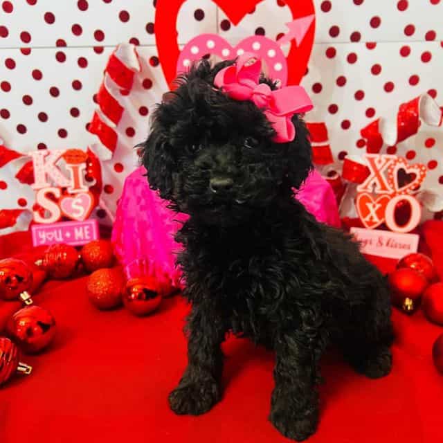 Alice - Toy Poodle Female