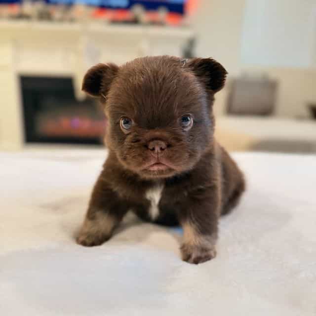 Charlie "Brown" - French Bulldog Male