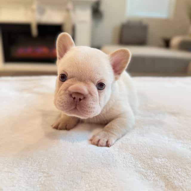 Benny "Blanco" - French Bulldog Male