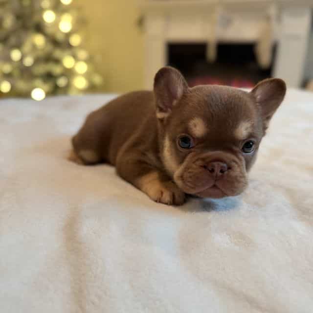 Pearl - French Bulldog Female