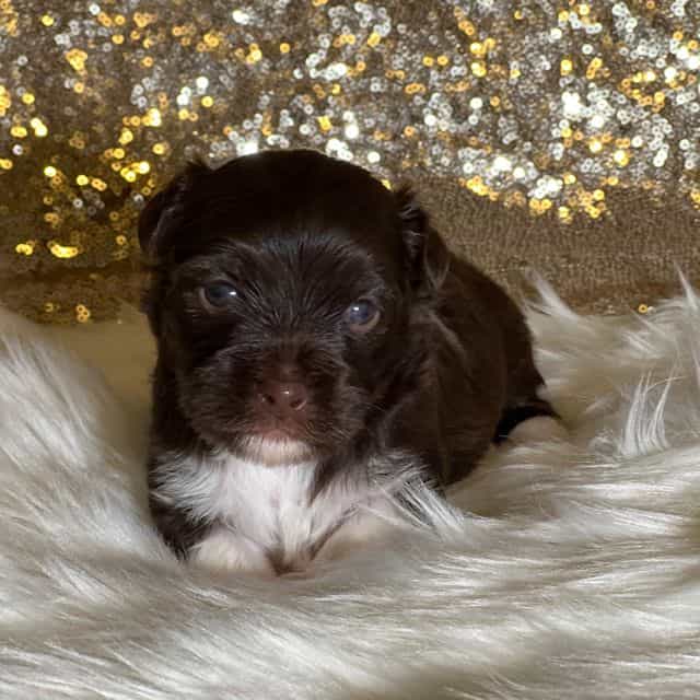 Chewy - Havanese Male