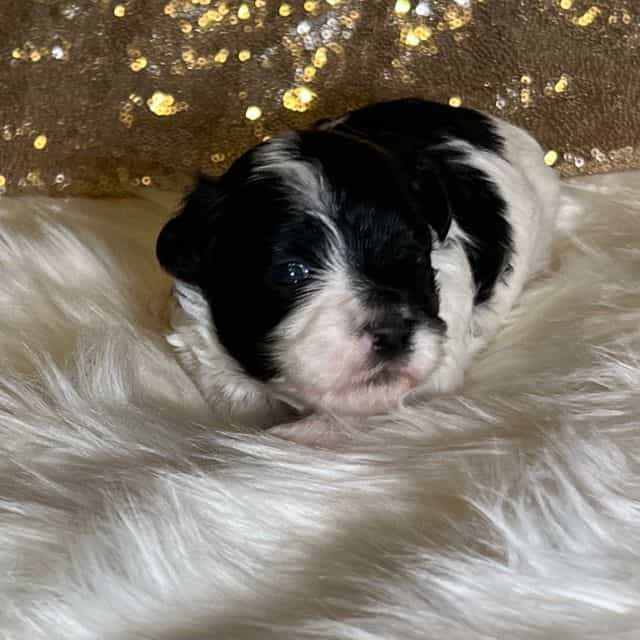 Oreo - Havanese Male