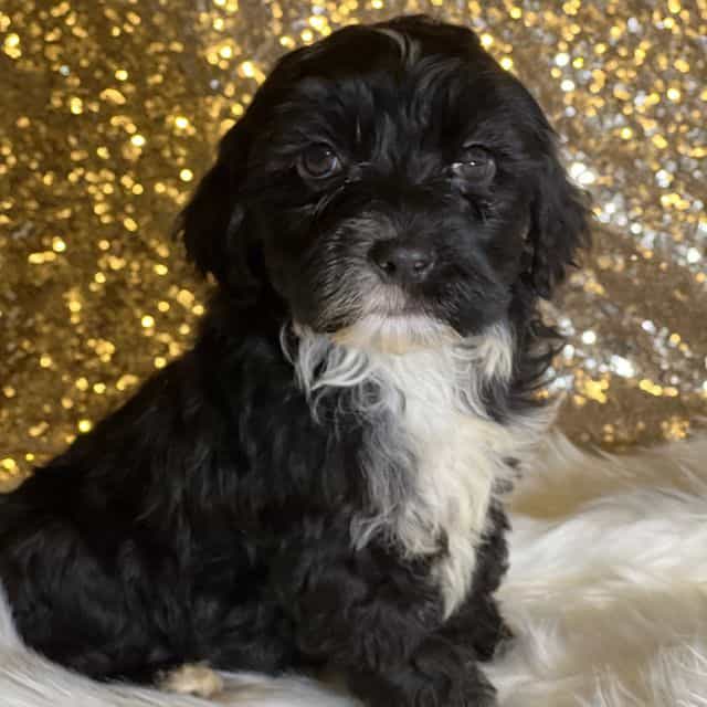 Mystic - Portuguese Water Dog Female