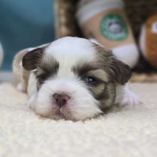 Snicker - Shih Tzu Male