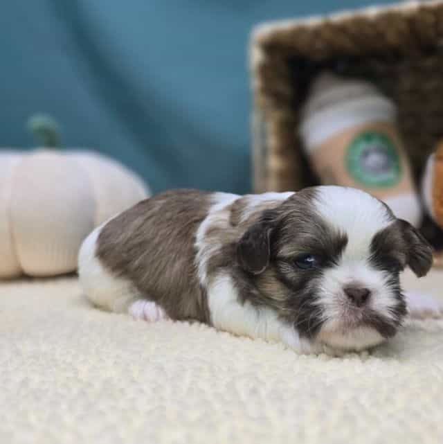 Biscuit - Shih Tzu Male