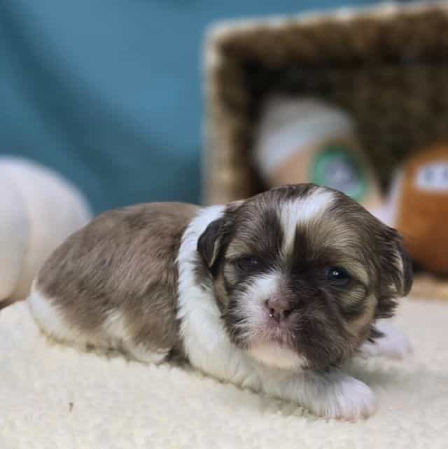 Taffy - Shih Tzu Female