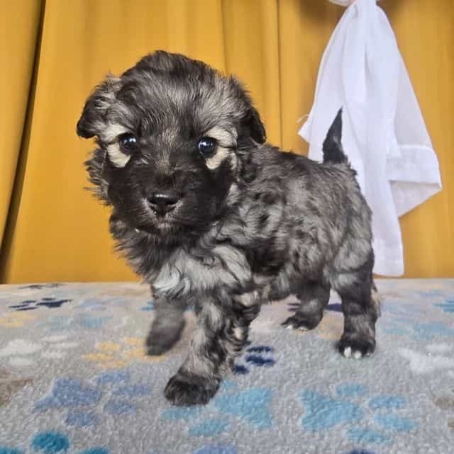 Eclipsa - Mudi Female