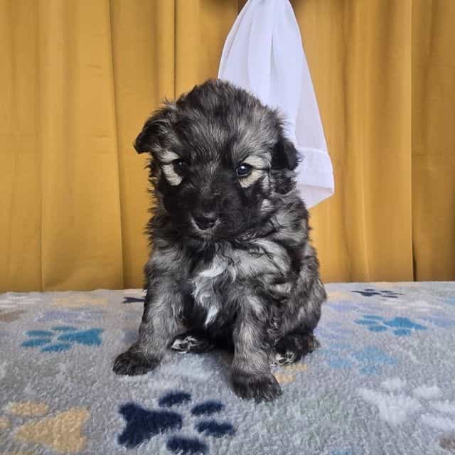 Eclipsa - Mudi Female