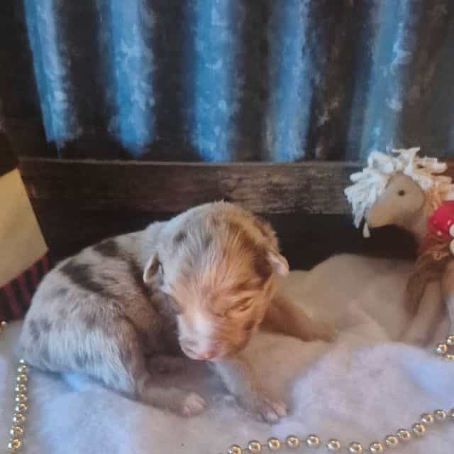 California - Australian Shepherd Male